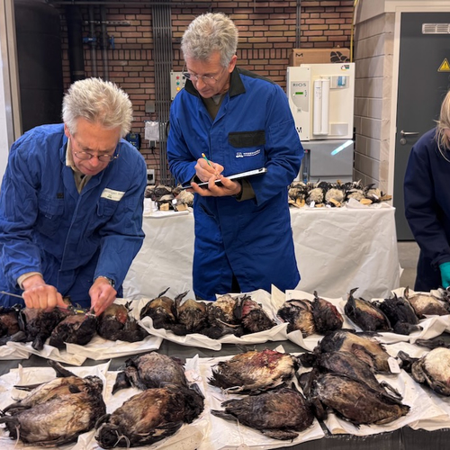 Afbeelding van Snijden in dode vogels, kakapō, kleine beestjes en alle overige onderwerpen