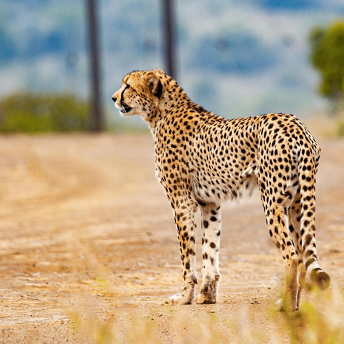 Afbeelding van Cheetah in de knel: hoe redden we ’s werelds snelste roofdier?