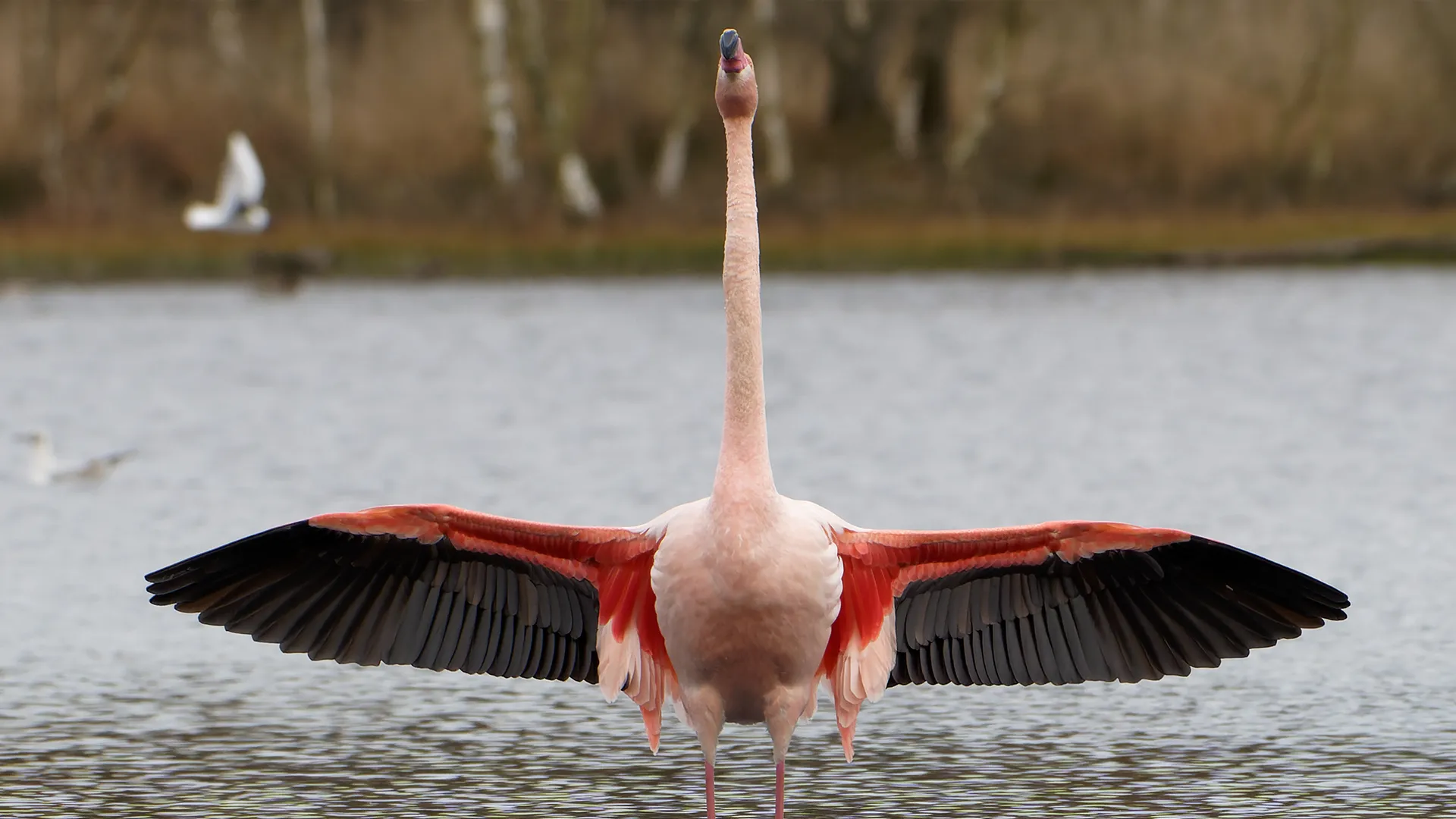 Flamingo Zwillbrocker Venn