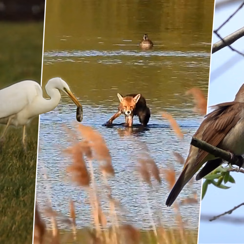 Afbeelding van Vos door de slikken, broekbosreus en gehakkelde aurelia