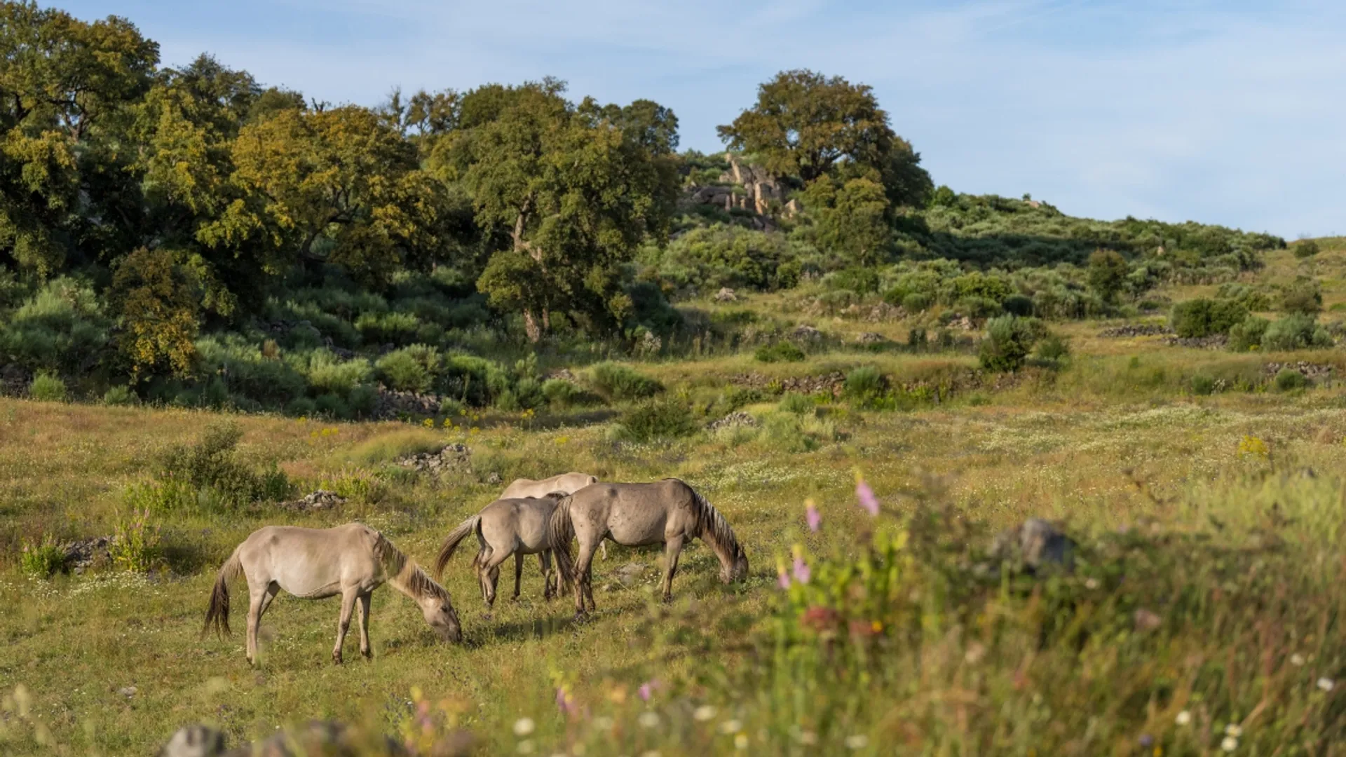 grote grazers
