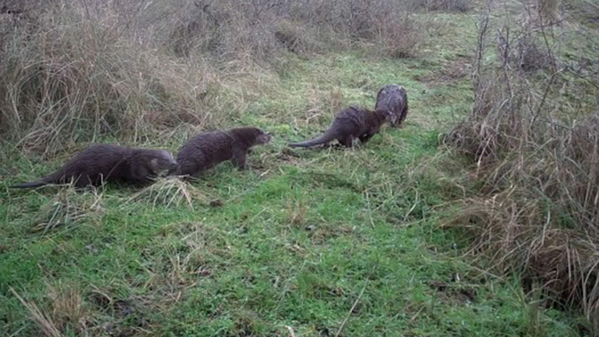 otters_dunea
