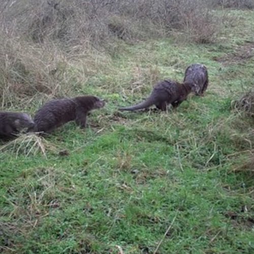 Afbeelding van Otterfamilie in Meijendel en Berkheide genetisch bevestigd