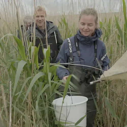 Afbeelding van Droog moeras brengt allerlei soorten terug