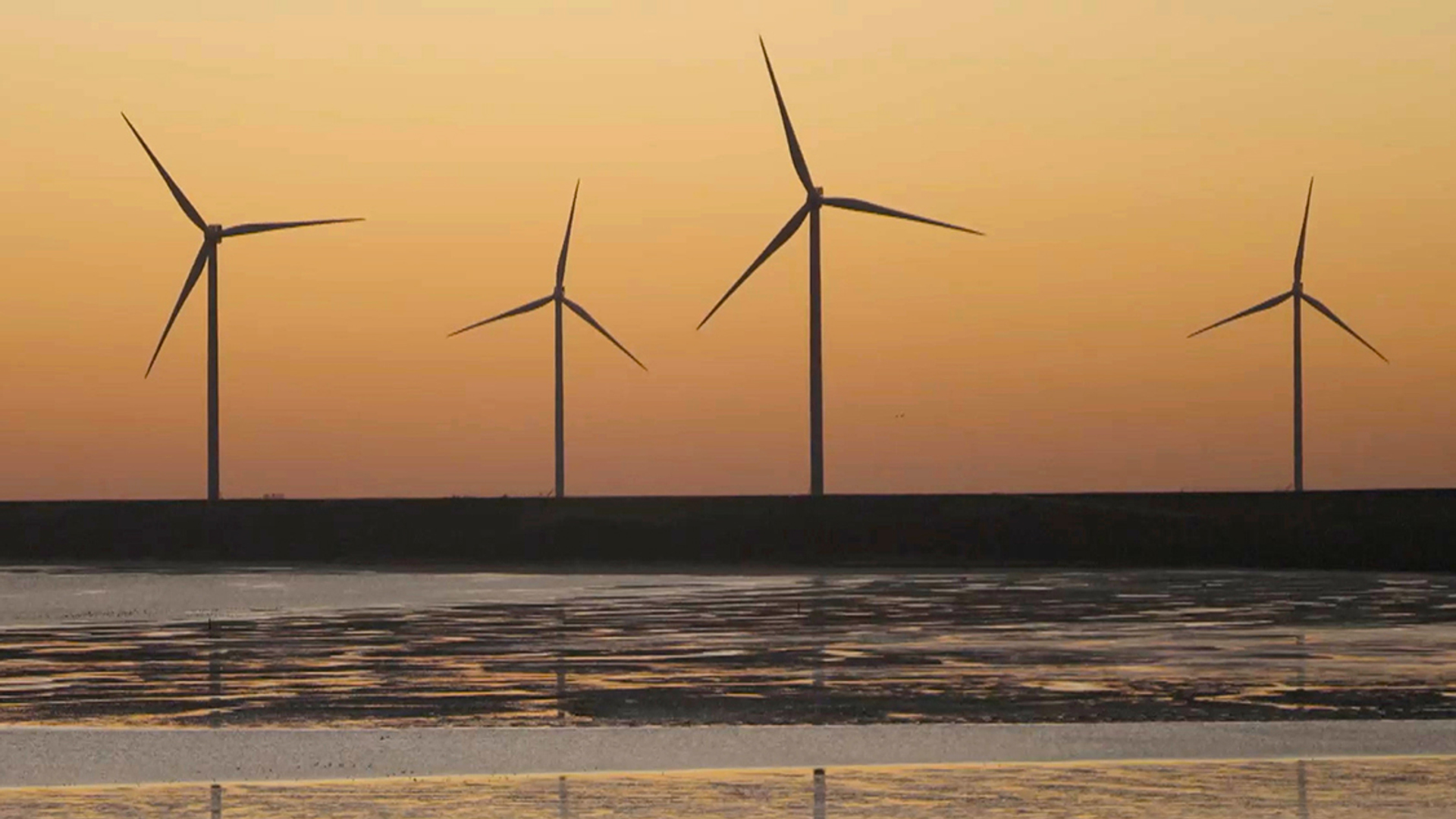 Afbeelding van Vogelradar legt windmolens stil