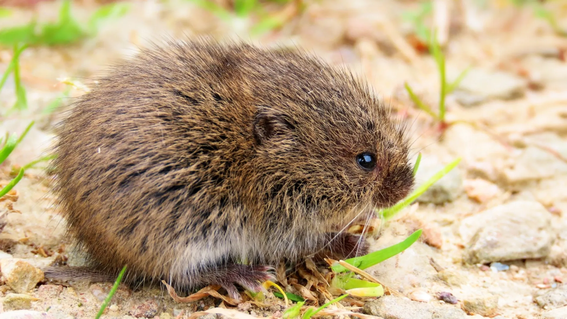 20120403_vv_134veldmuis_0.jpg