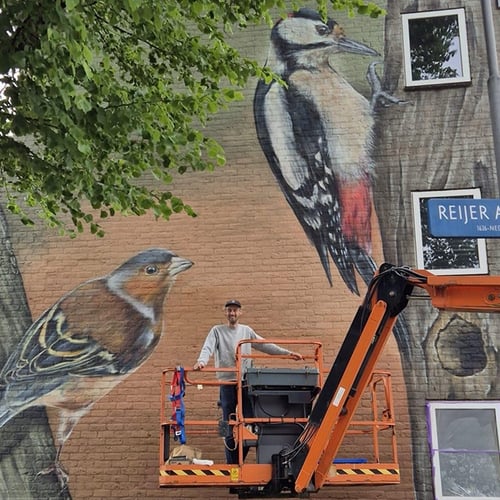 Afbeelding van Metershoge vogelmuurschilderingen sieren Haarlem
