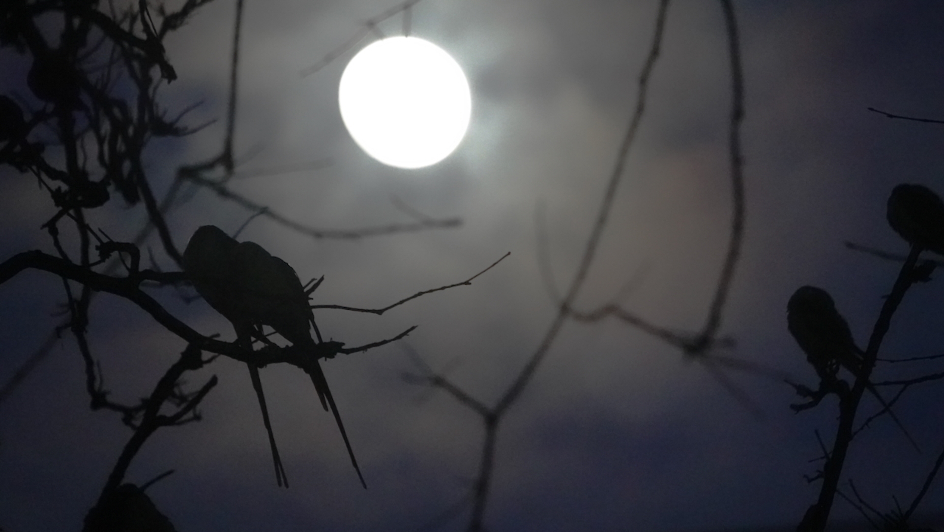 slapende parkieten bij Volle maan (c) Rob Buiter