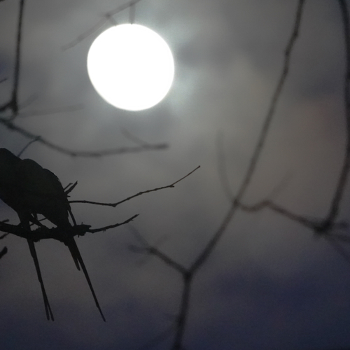 Lange nacht vol klimaatonderhandelingen leidt tot voorlopige deal EU-lidstaten