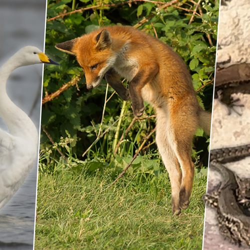 Speelse vos, zonnende muurhagedissen en baltsende wilde zwanen