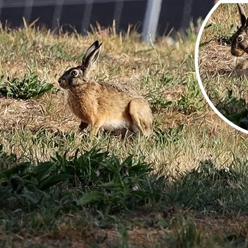 Afbeelding van Haas graaft een kuiltje en neemt een zandbad