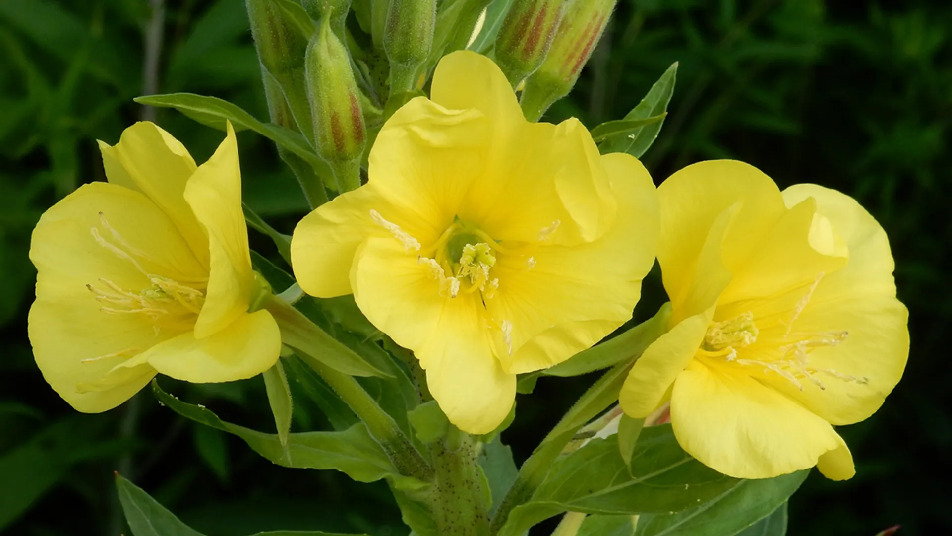 teunisbloemen
