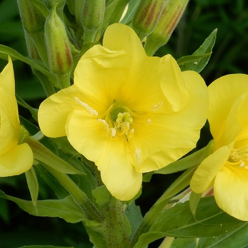 Afbeelding van Teunisbloem bloeit elke avond opnieuw