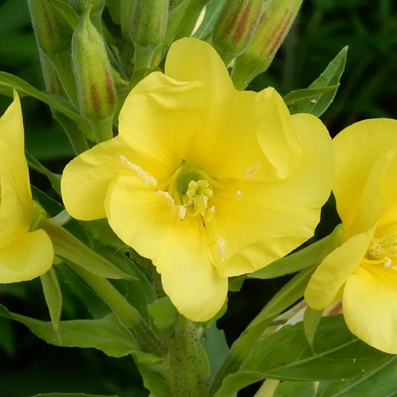 Afbeelding van Radio | 19 juli 2026 | Teunisbloemen, haaien en gekraagde roodstaarten