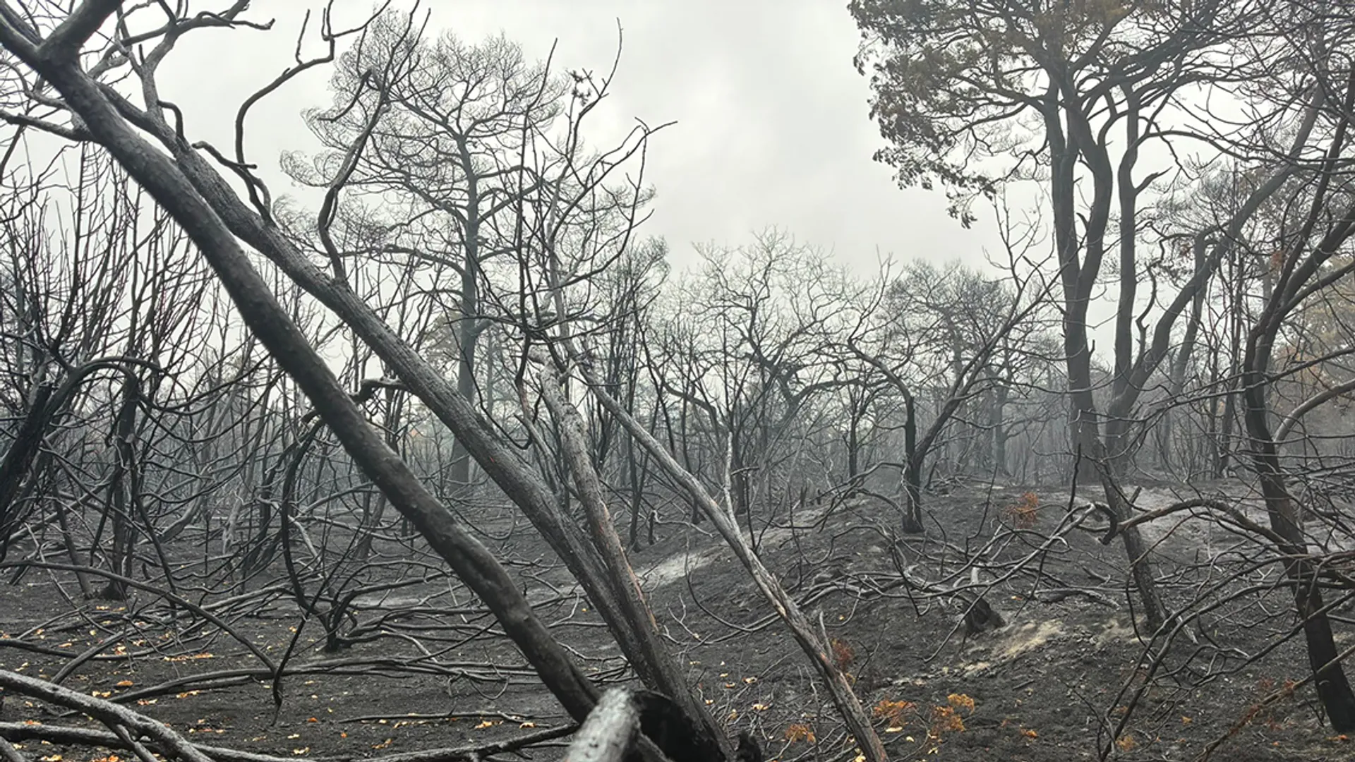 Boshuizerbergen_brand_Wanda_Borter