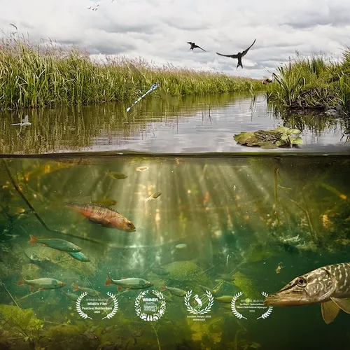 Afbeelding van Onderwaternatuur van de sloot wordt steeds zeldzamer