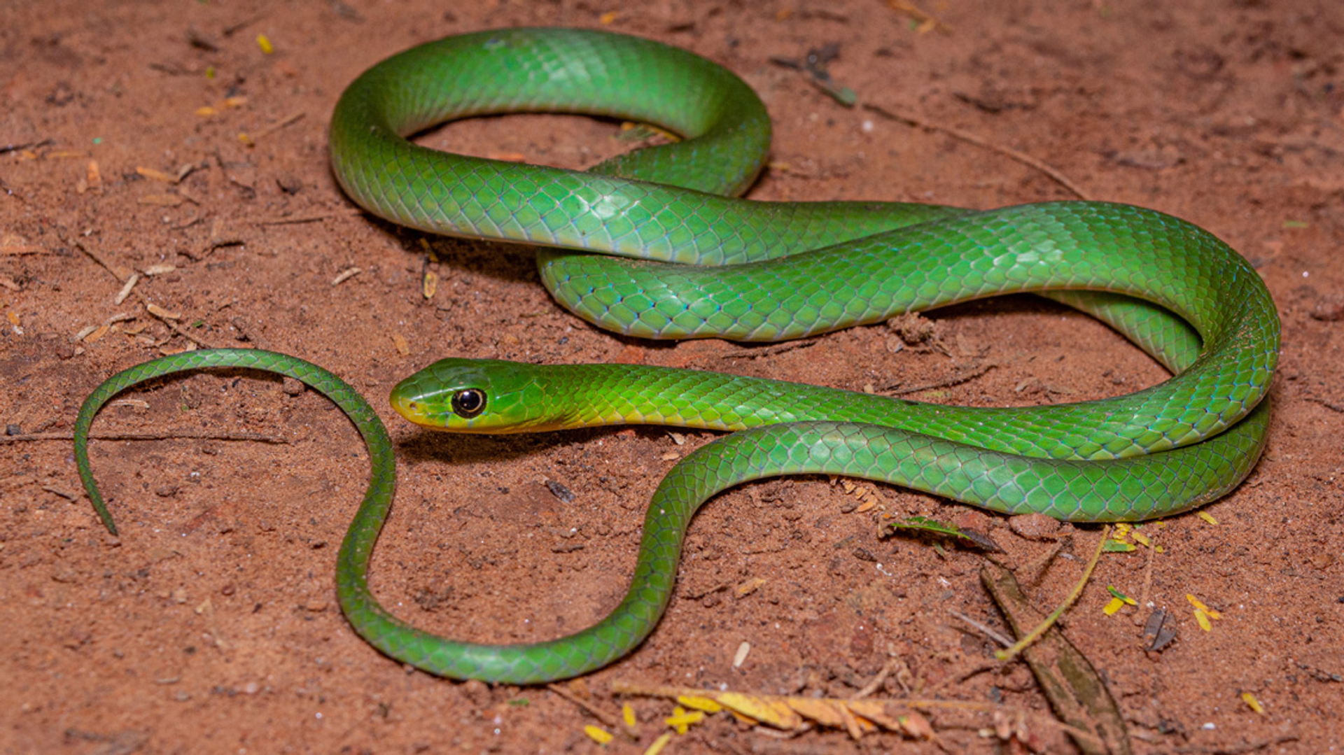 Afbeelding van Finse notenkraker, slangen in Zambia en overige onderwerpen