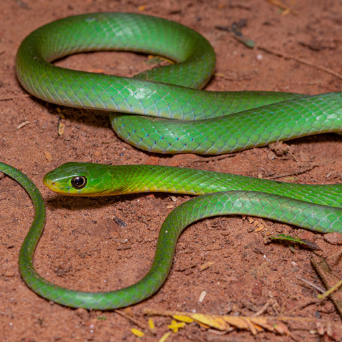 Afbeelding van Finse notenkraker, slangen in Zambia en overige onderwerpen