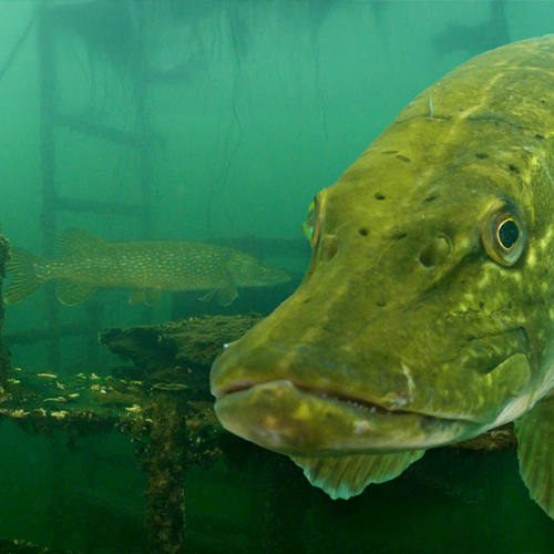 Snoek hangt doodstil in het water