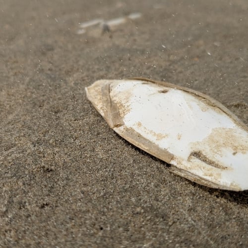 Afbeelding van Strandvondst: aangespoelde schilden van zeekatten