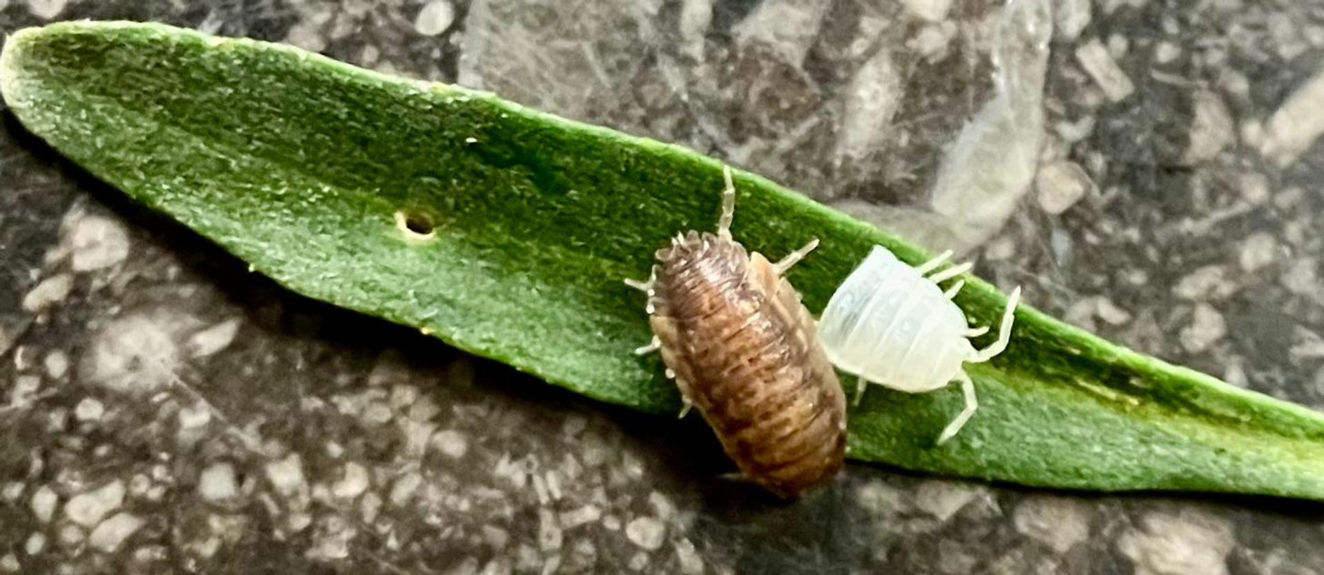 Vervellende pissebed