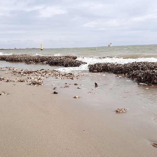 Sabic PFAS-vervuiling in Westerschelde leidt tot aangifte en onderzoek