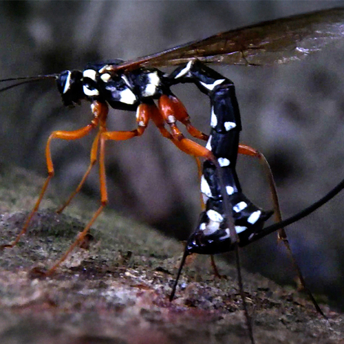 Afbeelding van Parasitaire houtsluipwesp zet eitjes af in larve