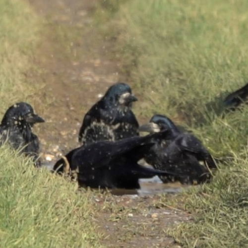 Afbeelding van Spetterende roeken frissen zich samen op