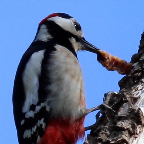 Hakkende grote bonte specht beloond met dikke larve