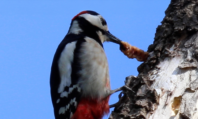 Afbeelding van Grote bonte specht beloond met dikke larve