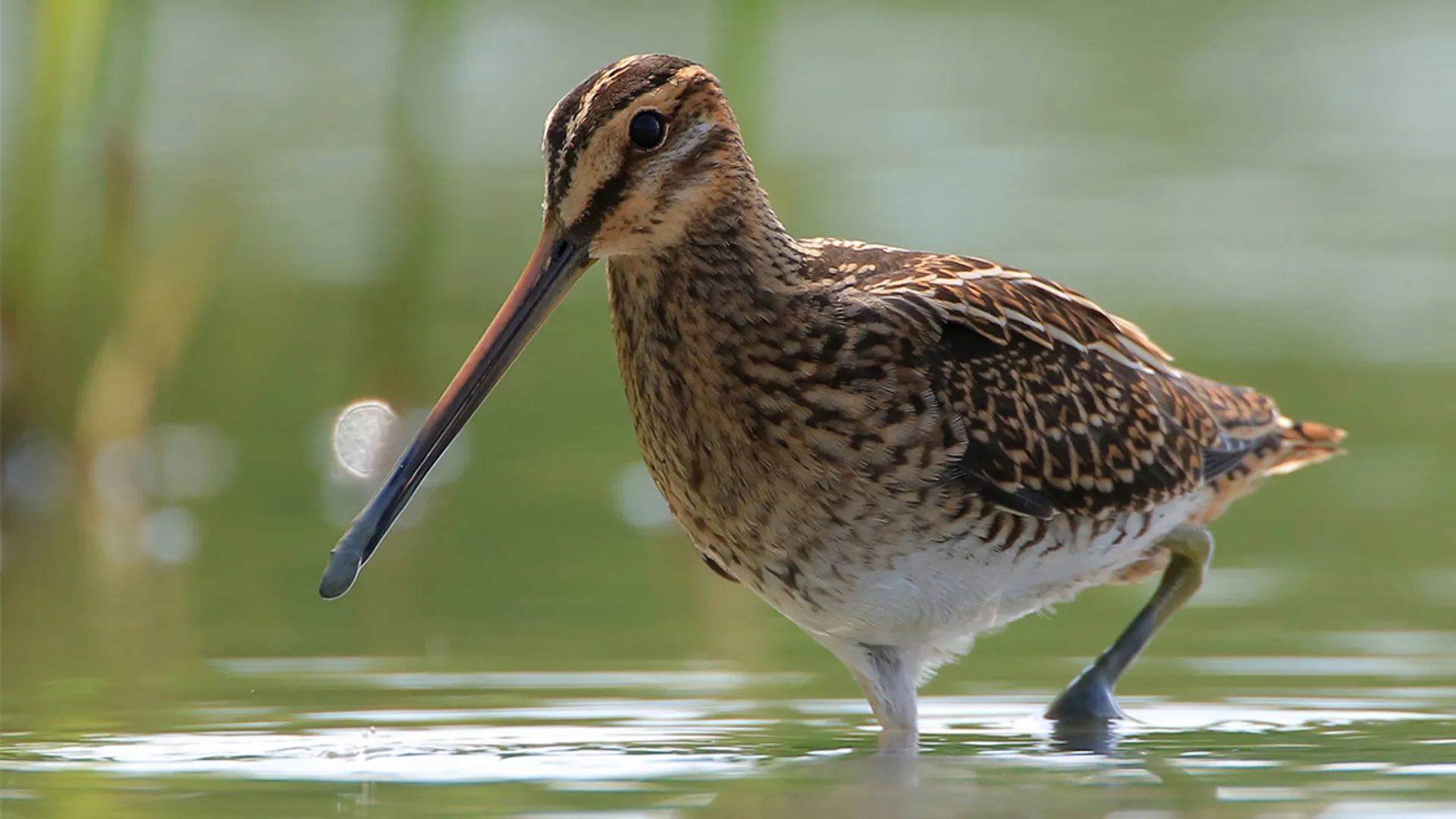 watersnip_59743d0119c76_large