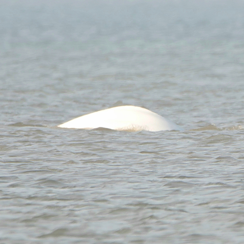 Afbeelding van SOS Dolfijn: Beloega voor Nederlandse kust lijkt in goede conditie