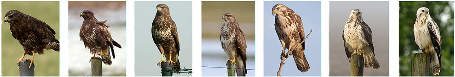 buizerd-variates