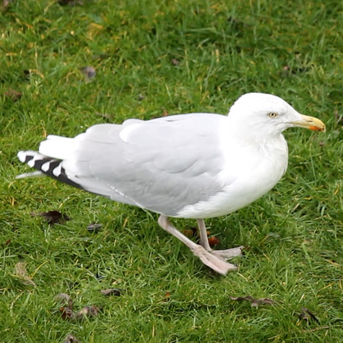 Afbeelding van Zilvermeeuw stampt een lekker hapje uit de grond