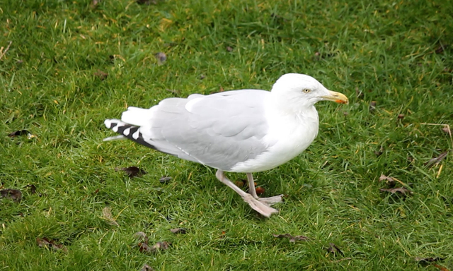 Afbeelding van Zilvermeeuw stampt een lekker hapje uit de grond