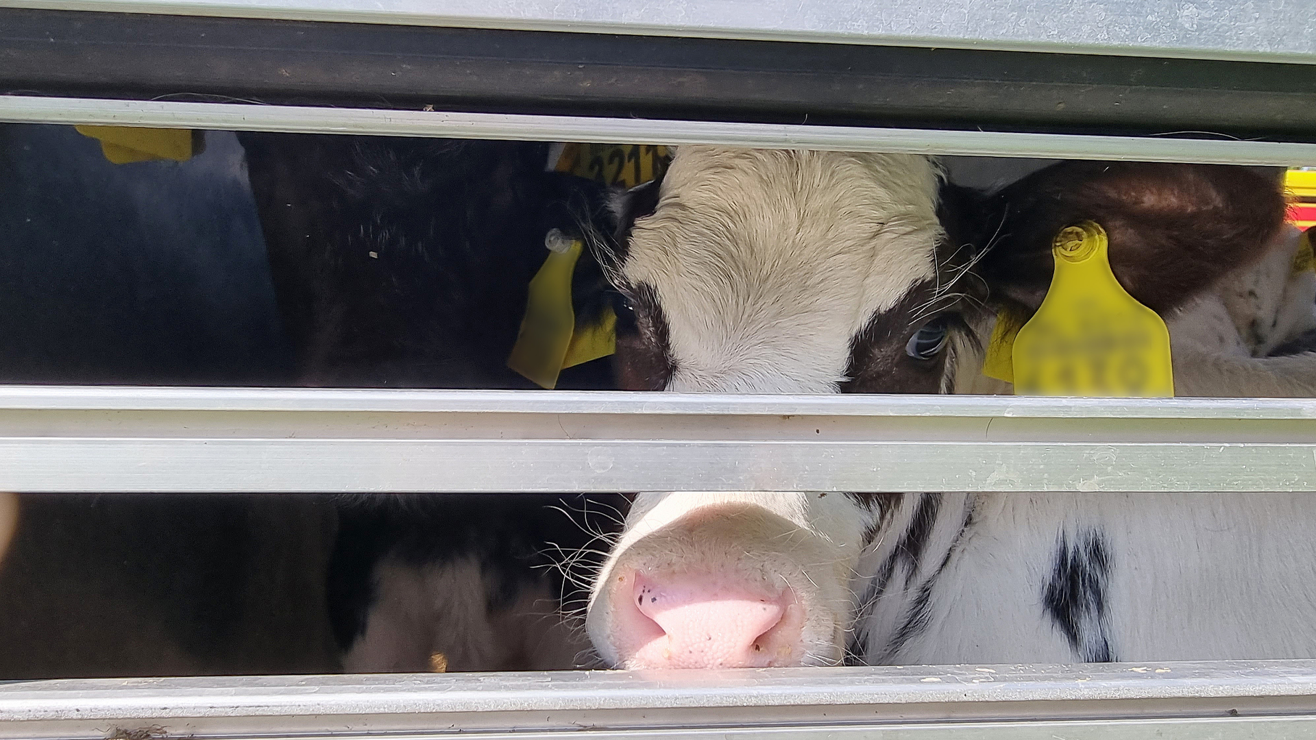 Kalfje 14 dagen opweg naar kalfmesterij