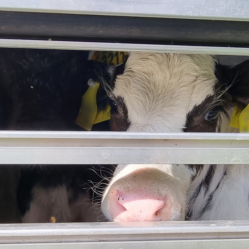Dierenactivisten bezetten slachthuizen in Apeldoorn