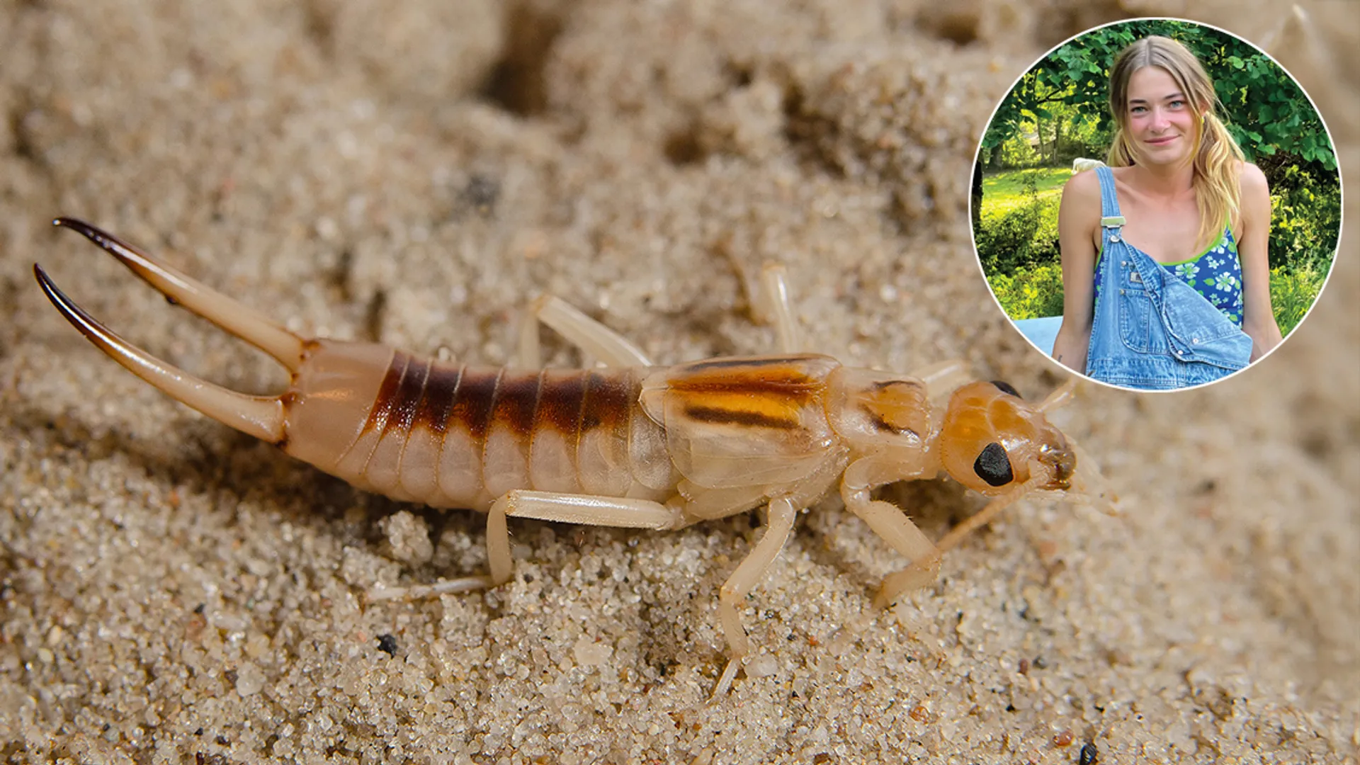 Mosselsezand-insectvanhetjaar