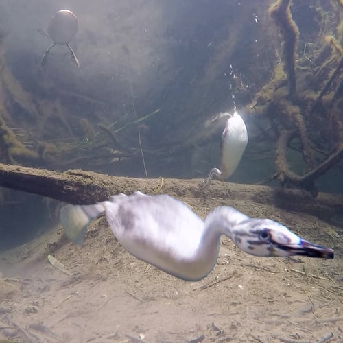 Afbeelding van Sierlijke jonge fuut ontdekt de onderwatercamera