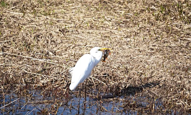 Afbeelding van Grote zilverreiger spietst een vette baars