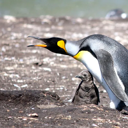 Afbeelding van Keizerspinguïn door klimaatverandering nu bedreigde diersoort