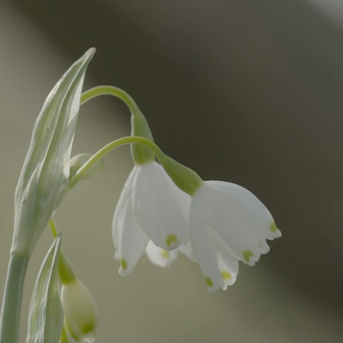 Geen zomerklokje en spindotterbloem zonder de rivier