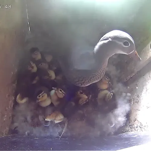 Afbeelding van Nestkast vol jonge mandarijneendjes