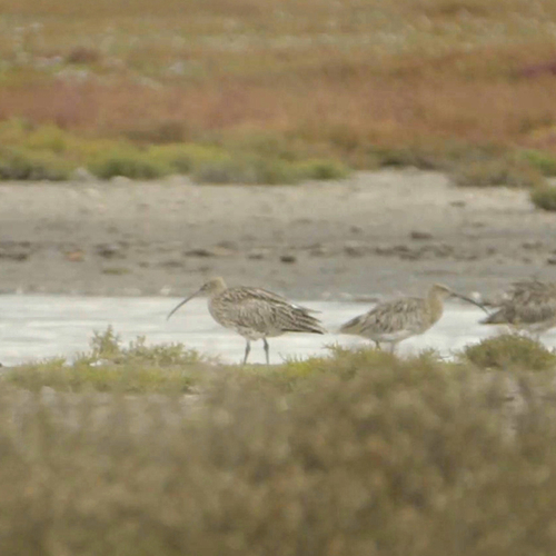 Vogels pendelen tussen zandplaten en Plan Tureluur