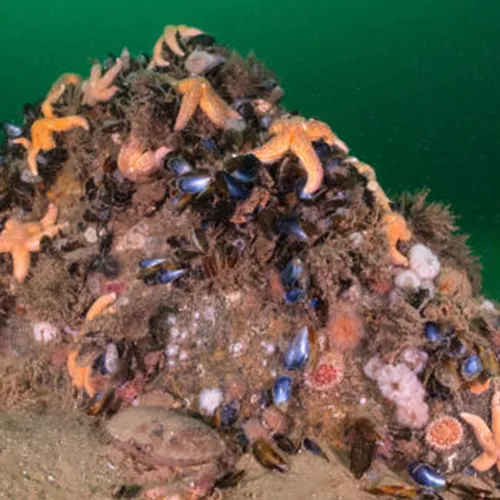Afbeelding van Rifherstel-XL mikt op grootschalig rifherstel in de Noordzee