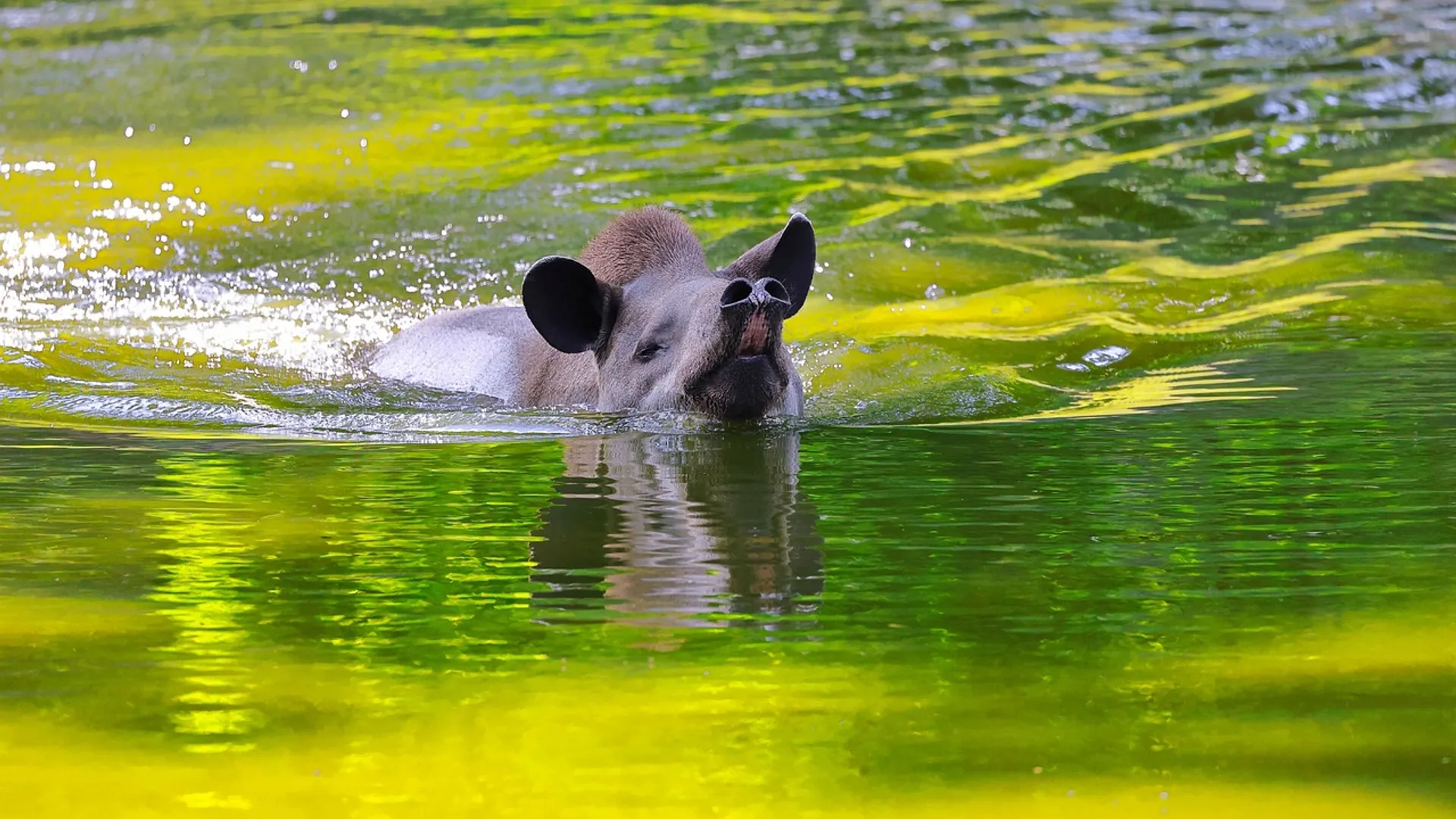 sharkolot-south-american-tapir-7310735_1280