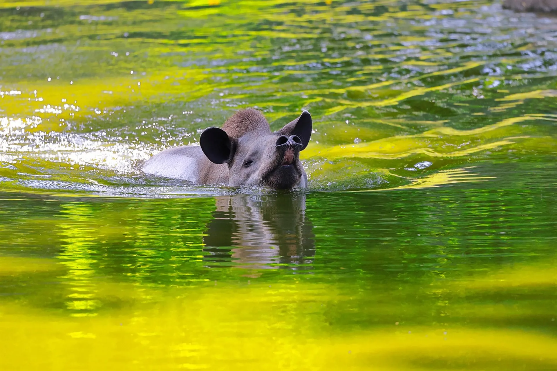 sharkolot-south-american-tapir-7310735_1280