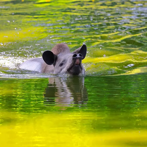 Afbeelding van Tapir, hommels, Kennemerduinen en alle overige onderwerpen