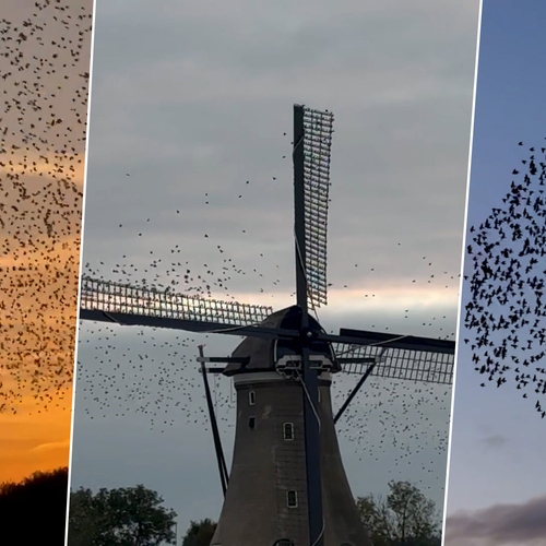 Duizenden spreeuwen bezetten molen voor de nacht
