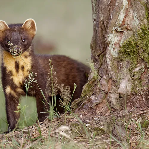 Afbeelding van Boommarters, vleermuizen of wespen! Wat doe je als dieren je huis in komen? + filmpje
